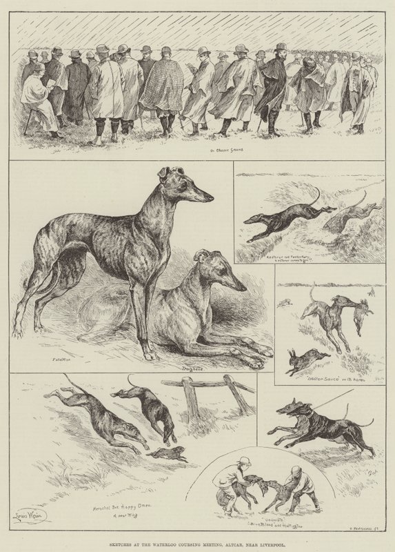 Esboços no Waterloo Coursing Meeting, Altcar, perto de Liverpool (gravura) de Louis Wain