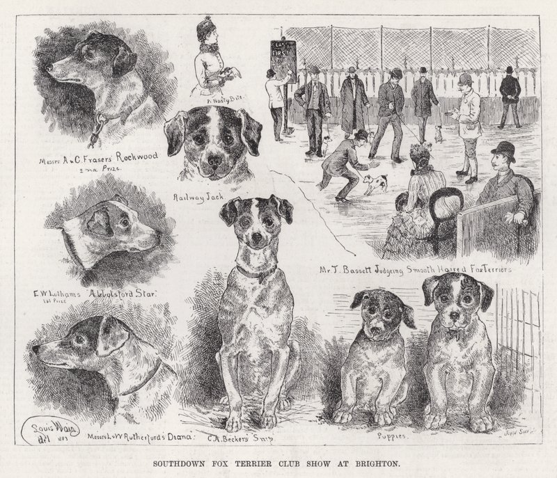 Southdown Fox Terrier Club Show em Brighton (gravura) de Louis Wain