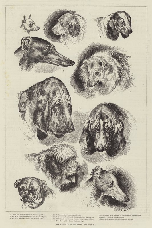 A mostra de cão do clube do canil de Louis Wain