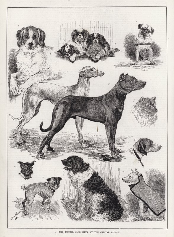 O Show do Kennel Club no Crystal Palace (gravura) de Louis Wain