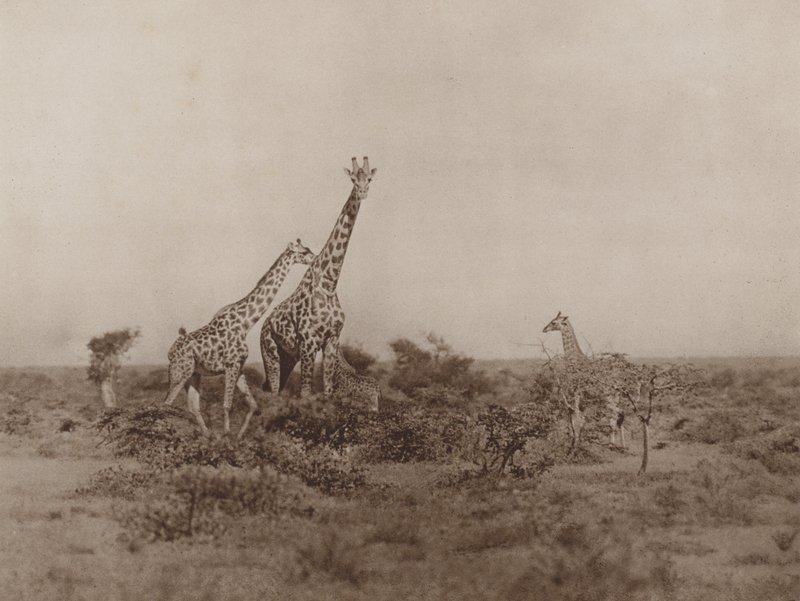 Girafas no matagal de Marcuswell Maxwell