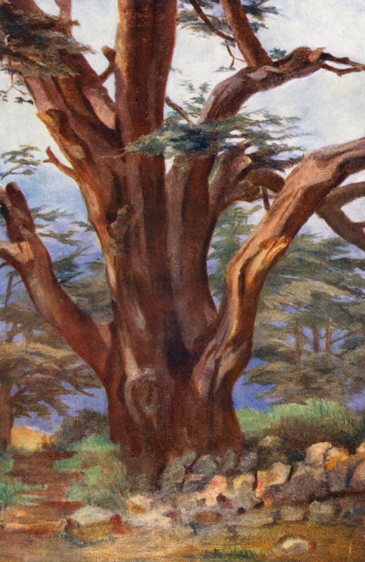 Um Cedro do Líbano (litografia a cores) de Margaret Thomas