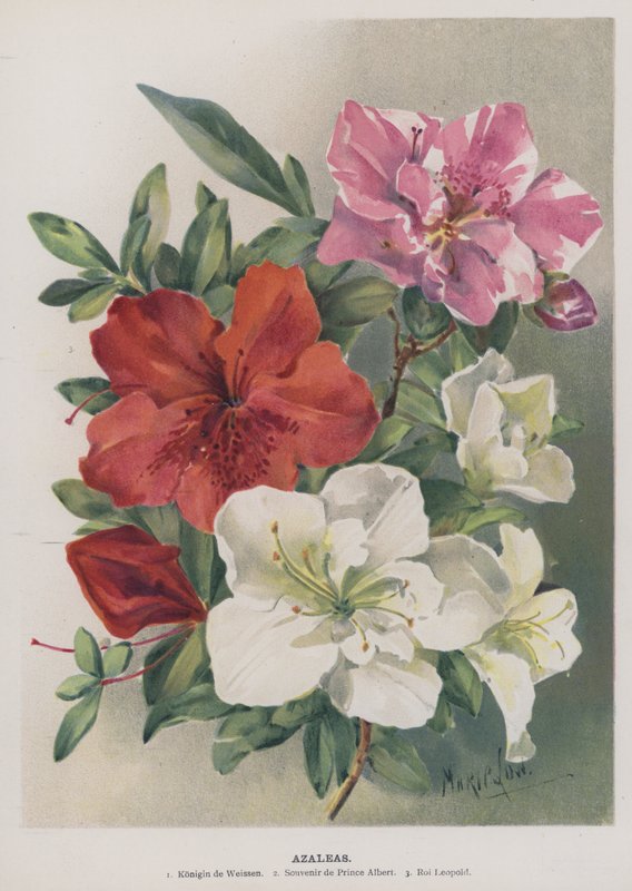 Azáleas de Marie Low