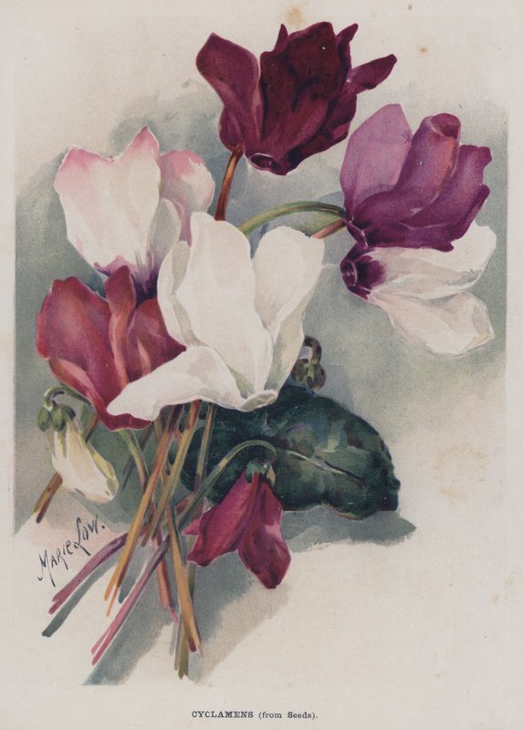 Ciclâmenes de Sementes de Marie Low
