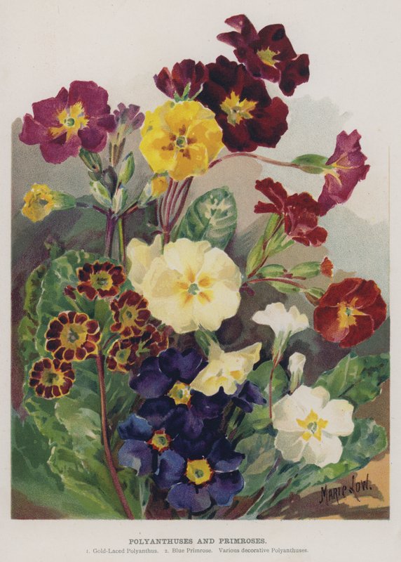 Polyanthuses e Primroses de Marie Low