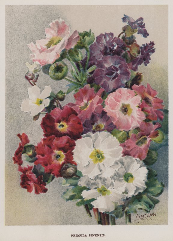 A margarida chinês de Marie Low