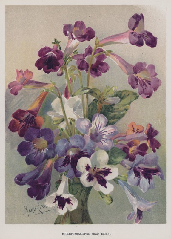 Streptocarpus, da Seeds de Marie Low