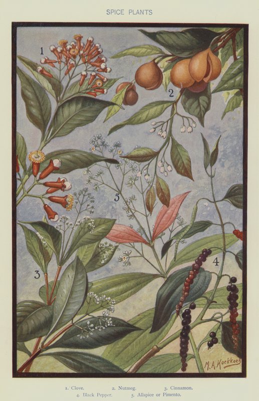 Plantas de especiarias de Marinus Adrianus Koekkoek