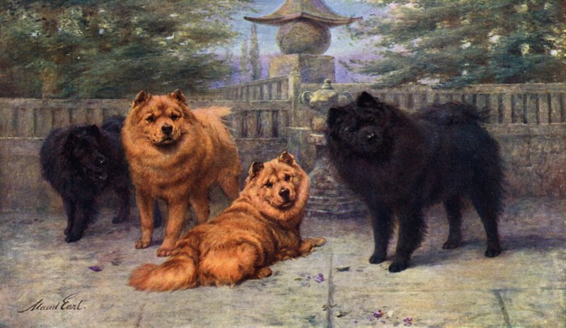 Quatro Chow Chows Champion de propriedade da Sra. Scaramanga de Maud Earl