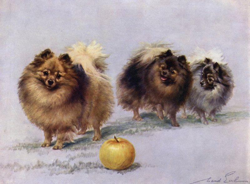 Três da Sra. Hall Walkers Campeão Pomeranians de Maud Earl