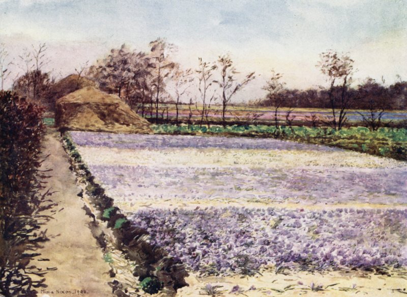 Um Campo de Crocus (cor litho) de Mima Nixon