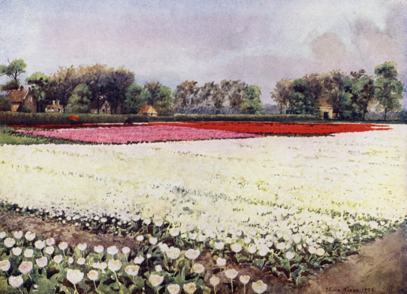 "Aqui estão tulipas para si, brancas, para a noiva ou para o enterro" (cor litho) de Mima Nixon