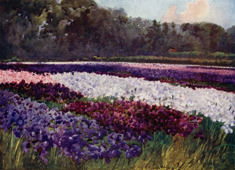 "Em tufos esmeralda, flores roxas, azuis e brancas, como safira, pérola e rico bordado" (cor litho) de Mima Nixon