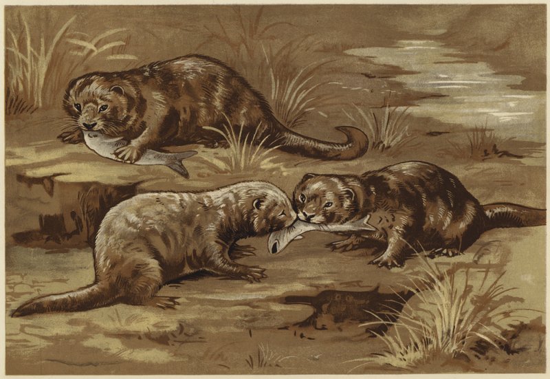 Sobre lontras (litho) de N. Parker