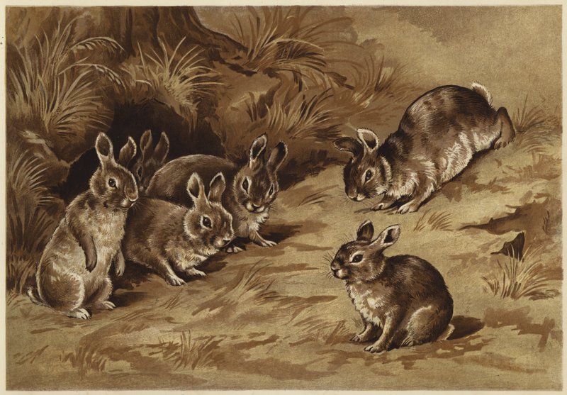 Coelhinhos de bebé (litho) de N. Parker