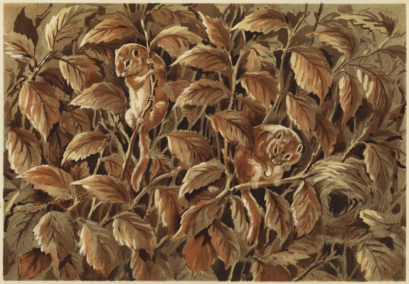 Dorothy, dick e o dormitório (litho) de N. Parker
