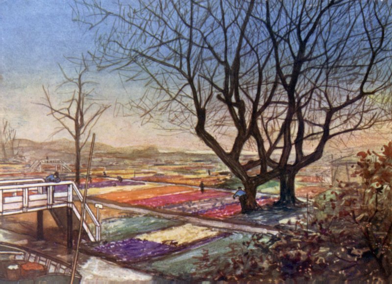Os campos de tulipas, Haarlem de Nico Jungman