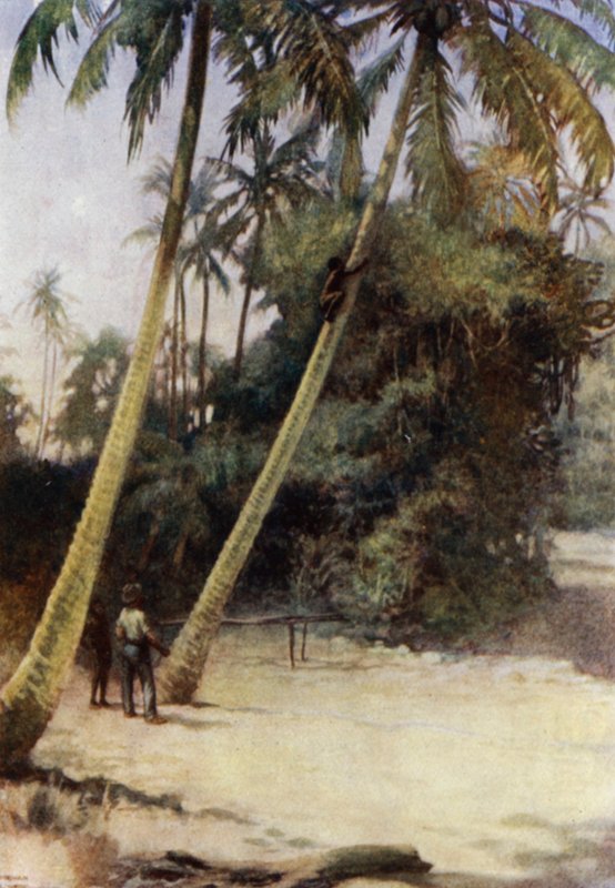Rapaz das Ilhas Salomão Escalada depois de cocoa-nuts verdes, perto de Gavutu, Nova Flórida (cor litho) de Norman Hardy