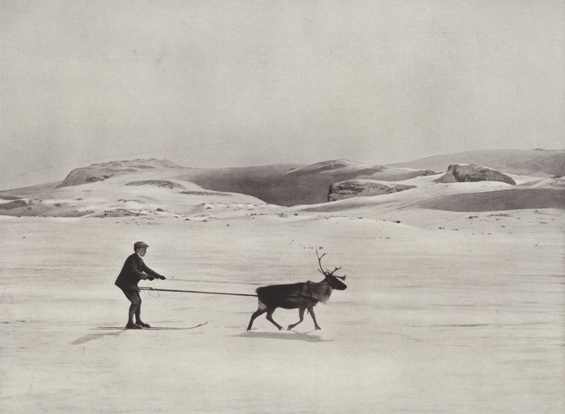 Condução de esqui com rena nas montanhas de Norwegian Photographer
