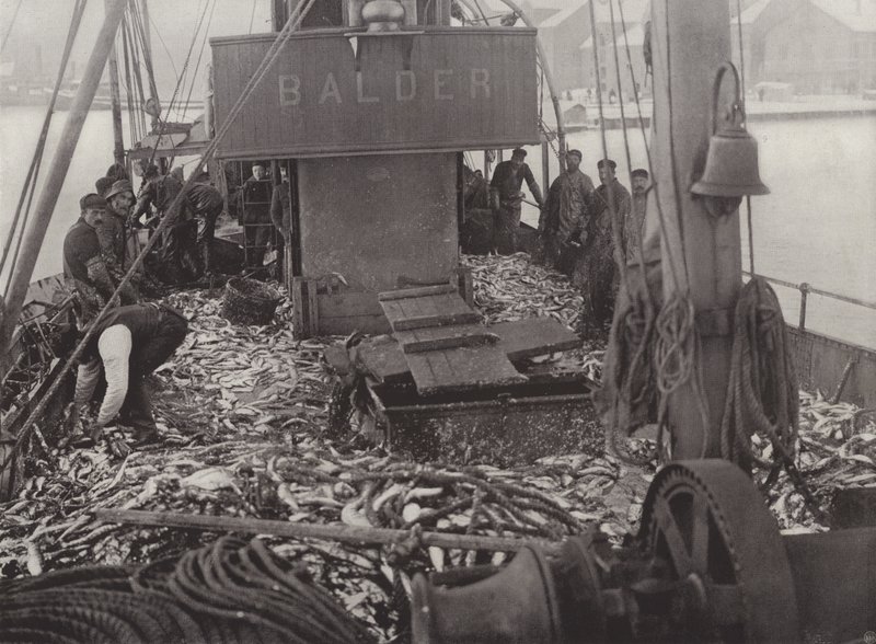 Pesca de arenque de inverno de Norwegian Photographer
