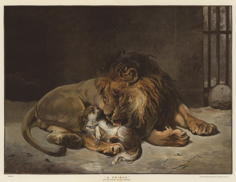 Um amigo (chromolitho) de Paul Friedrich Meyerheim