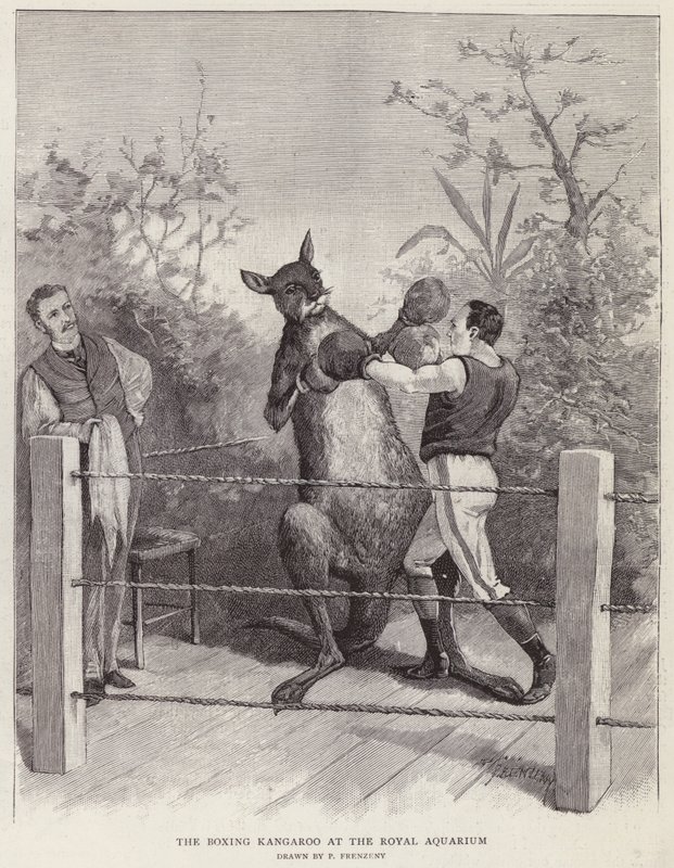 O canguru de boxe no Royal Aquarium, Londres (litho) de Paul Frenzeny