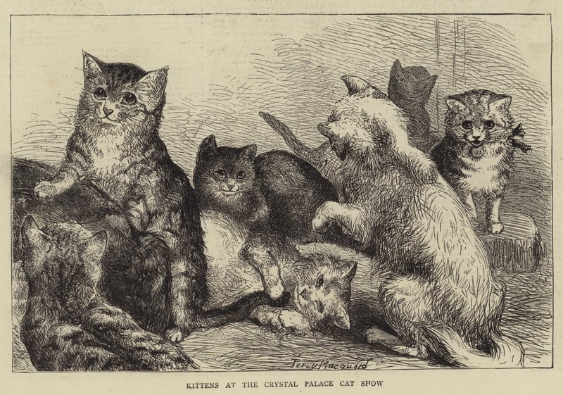 Gatinhos no show de gato do Palácio de cristal de Percy Macquoid