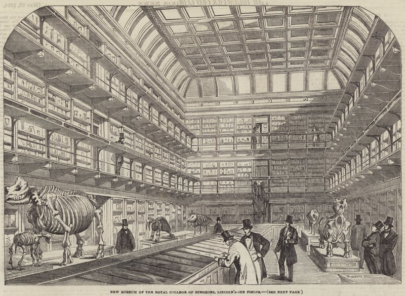 Novo Museu do Royal College of Surgeons, Lincoln&39;s-Inn Fields de Percy Macquoid