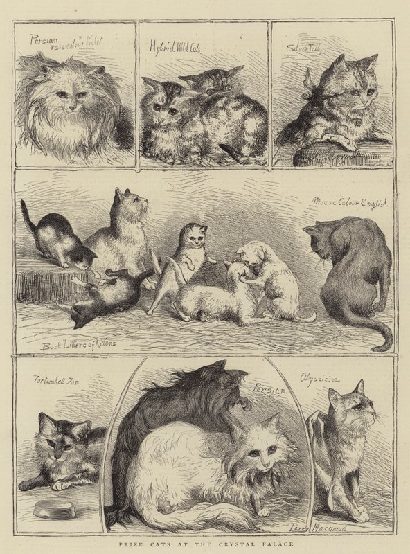 Prêmio Gatos no Palácio de Cristal de Percy Macquoid