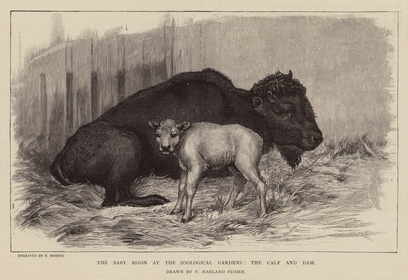 Bisonte e vitela no jardim zoológico de Londres (gravura) de Percy Harland Fisher