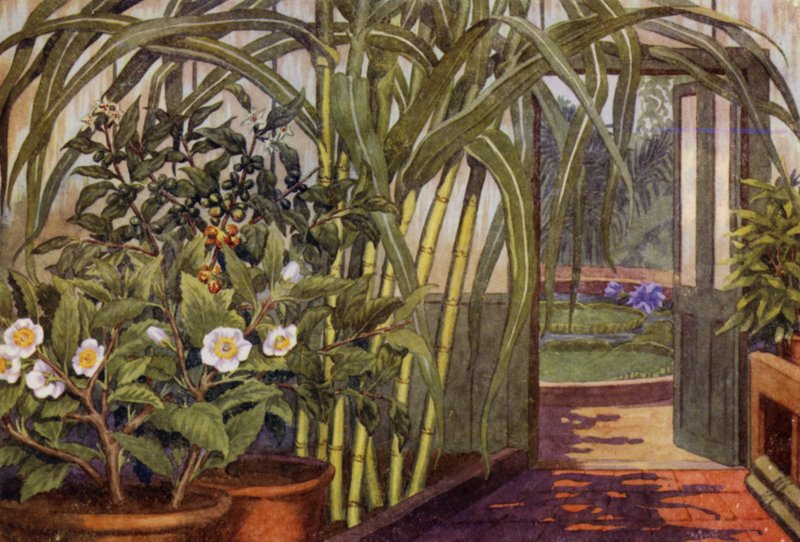 Cana-de-açúcar, planta de chá e planta de café (cor litho) de Percy James Billinghurst