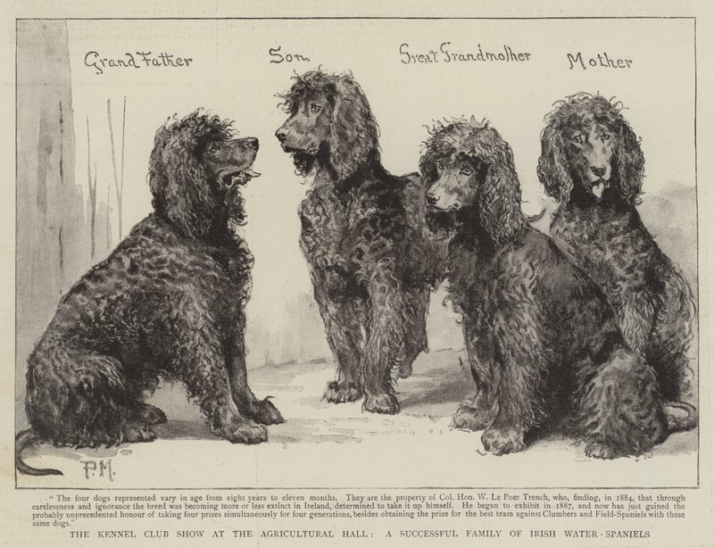 The Kennel Club Show no Agricultural Hall, uma família bem-sucedida de água-russa irlandesa de Percy Macquoid