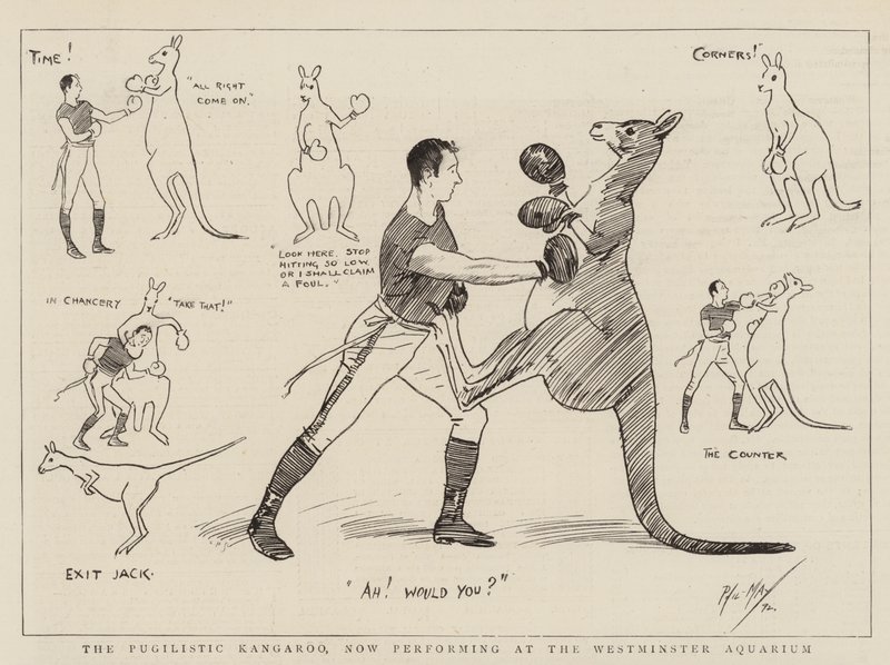 O Canguru Pugilista, agora se apresentando no Aquário de Westminster de Phil May