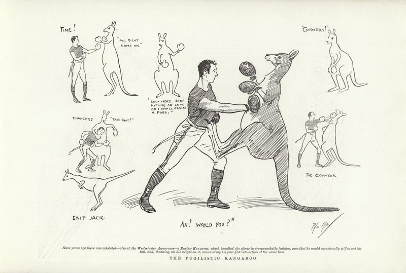 O Canguru Pugilista de Phil May