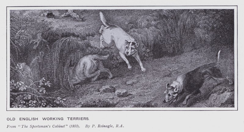 Antigo Inglês Trabalhando Terriers (litho) de Philip (after) Reinagle