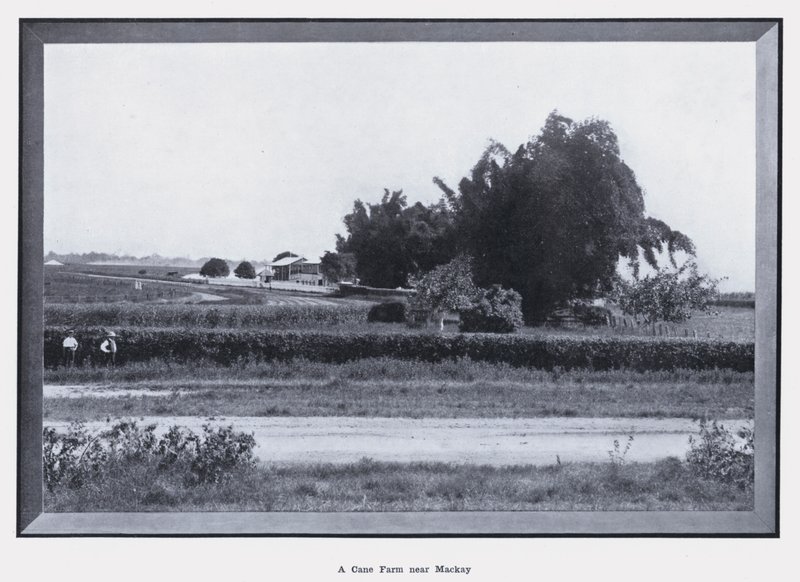 Uma Fazenda de Cana perto de Mackay (foto a p/b) de Photographer Australian