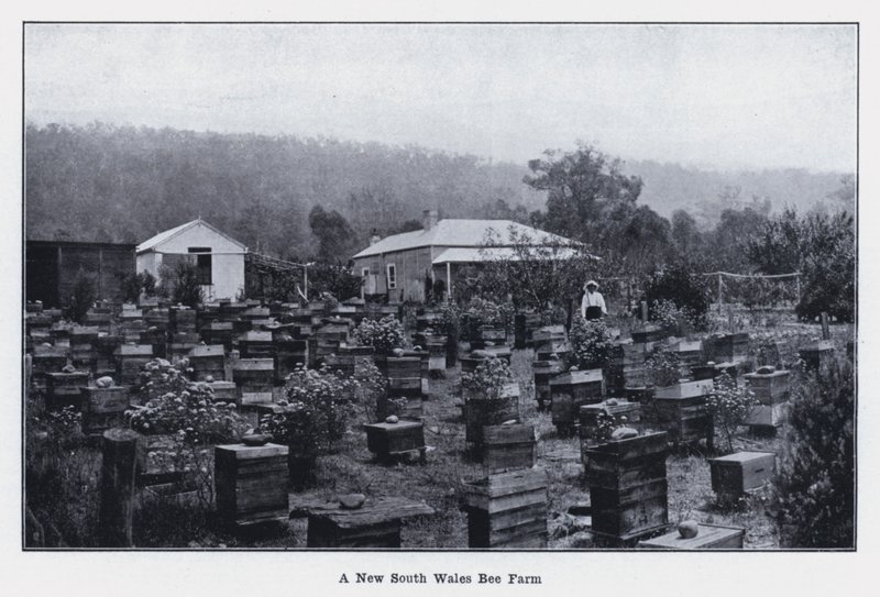 A New South Wales Bee Farm (foto a p/b) de Photographer Australian