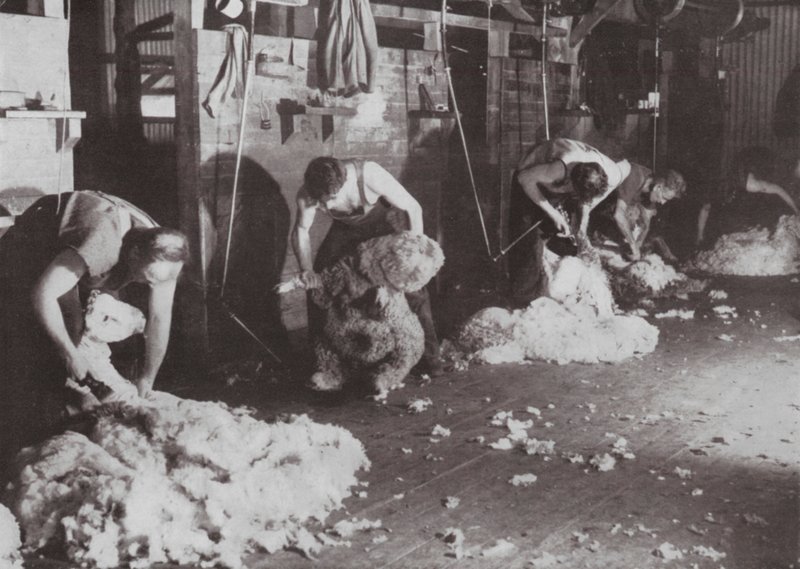Um estudo verdadeiramente australiano de um Galpão de Tosquia (foto a p/b) de Photographer Australian