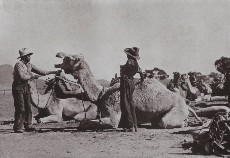 Equipas de camelos com Aborígenes responsáveis fornecem postos remotos na Austrália Central (foto a p/b) de Photographer Australian