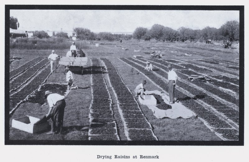 Passas de Secar na Renmark (foto a p/b) de Photographer Australian