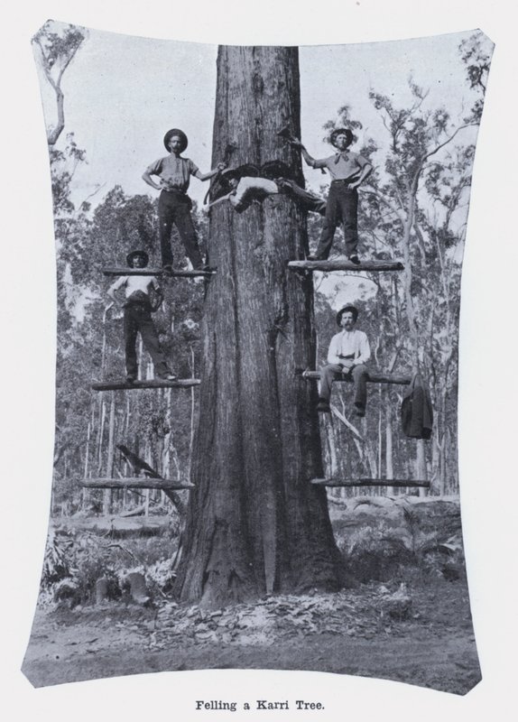 Abate de uma Karri Tree (foto a p/b) de Photographer Australian