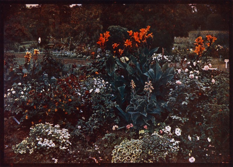 Cama de flores no Jardim Botânico, Sydney, Nova Gales do Sul, Austrália (foto a cores) de Photographer Australian