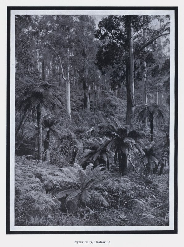 Nyora Gully, Healesville (foto a p/b) de Photographer Australian