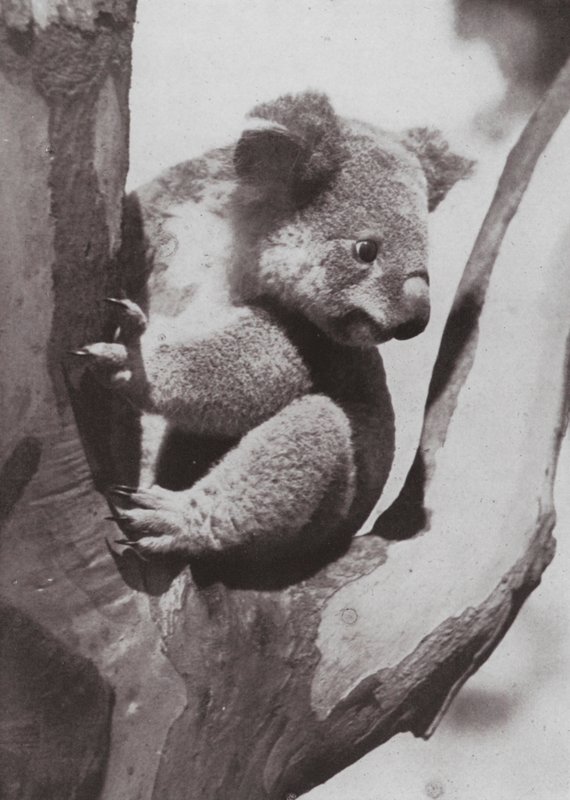 O Koala ou Urso Nativo único (foto a p/b) de Photographer Australian