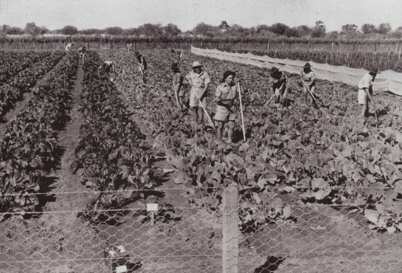 Vegetais cultivados perto da Estrada Transcontinental no chamado País do Deserto, irrigados com Água do Furo (foto a p/b) de Photographer Australian