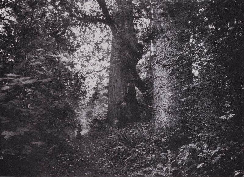 Forest Giants, Stanley Park, Vancouver (foto a p/b) de Photographer Canadian