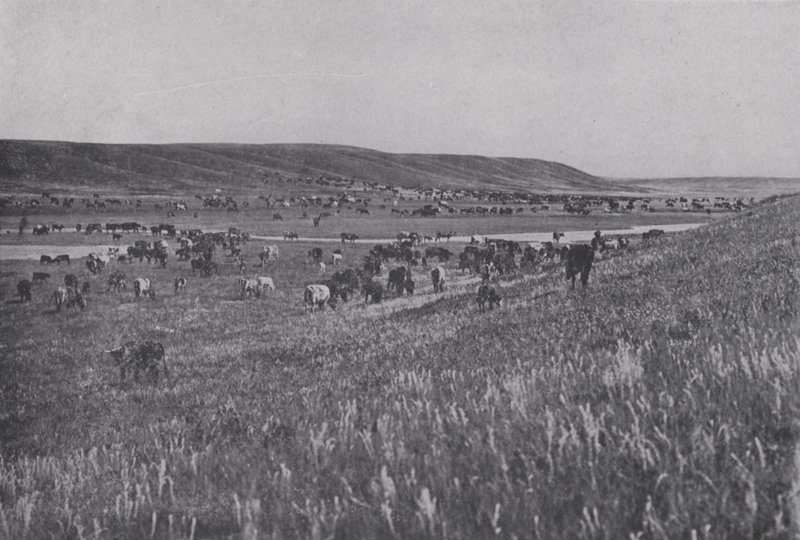 Gado da Serra de Alberta (foto a p/b) de Photographer Canadian