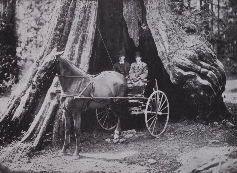 The Big Tree, Stanley Park, Vancouver (foto a p/b) de Photographer Canadian