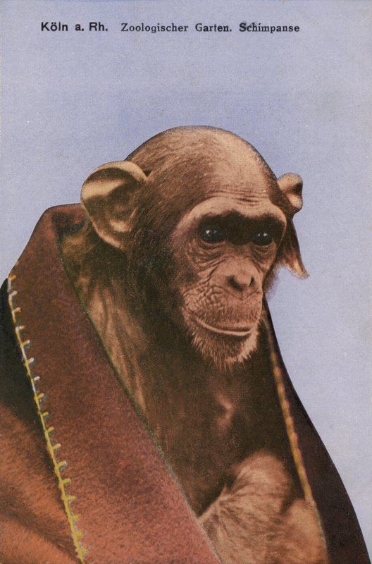 Zoológico de Colônia, Chimpanzé (foto) de Photographer German