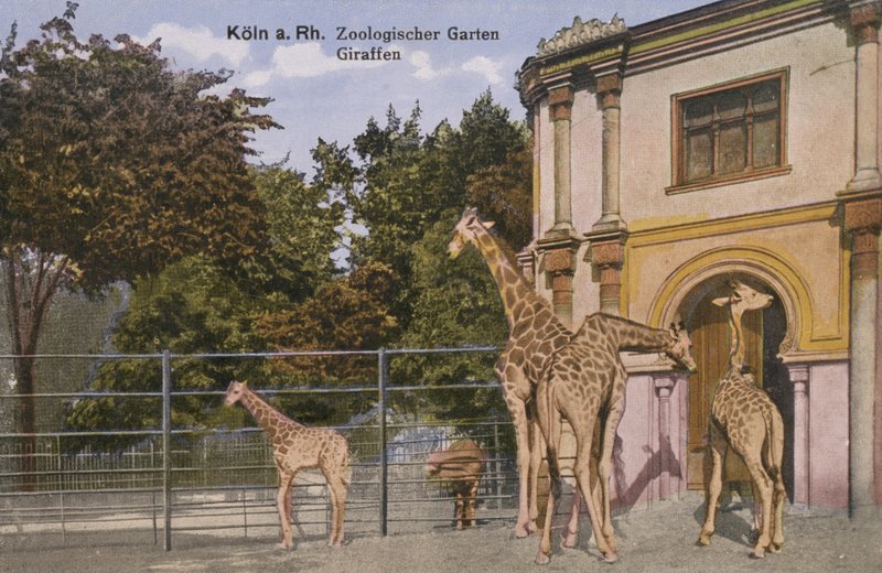 Zoológico de Colônia, Girafas (foto) de Photographer German